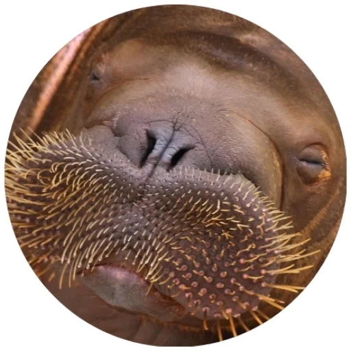 das walross, walross monochamus alternatus, sivaci walross, weibliches walross, der ton des walrosses