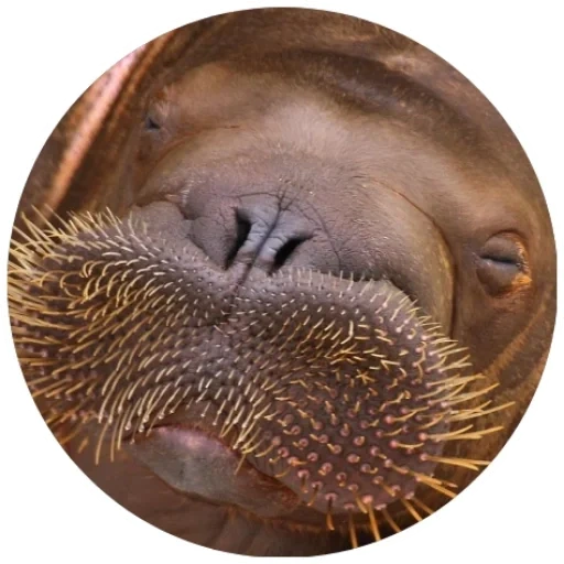 walrus, morge saw, sivach walrus, female walrus, morse walrus