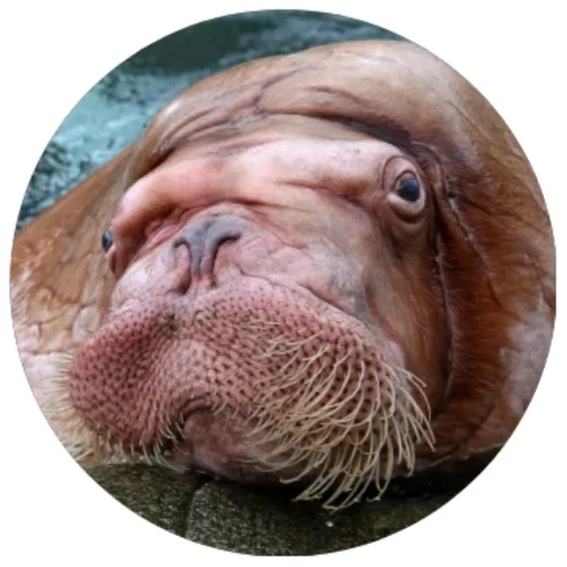 walrus, walrus betina, hewan walrus, walrus kecil, walrus kebun binatang moskow