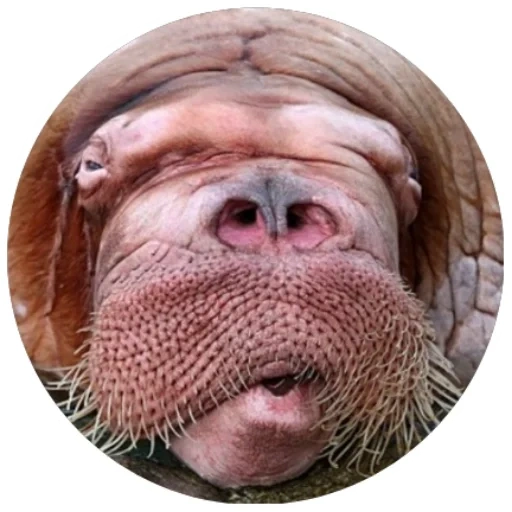 das walross, walrus, flossenpoden, das walross pfeift, das riesige walross