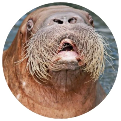 walrus, walrus mustache, female walrus, pacific walrus, pacific walrus odobenus rosmarus divergens