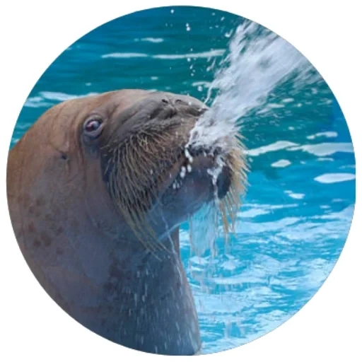 walrus, pusat pameran walrus all-rusia, singa laut, walrus, anjing laut ushuaia