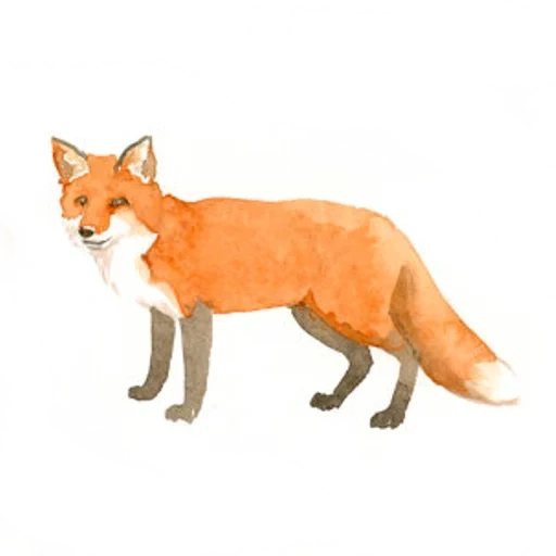 fuchs, fox fox, fuchszeichnung, fox clipart, fuchs verschiedener posen