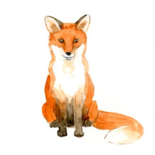 la volpe, fox fox, modello di volpe, la volpe rossa, volpi in varie posizioni