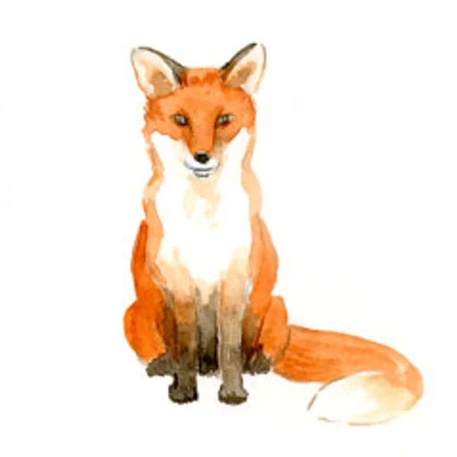 fuchs, fox fox, fuchszeichnung, roter fuchs, fuchs verschiedener posen