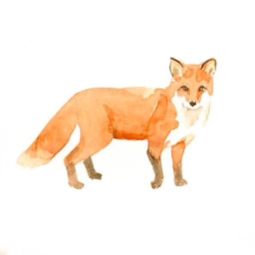 la volpe, la volpe, fox fox, modello di volpe, tatuaggio di volpe
