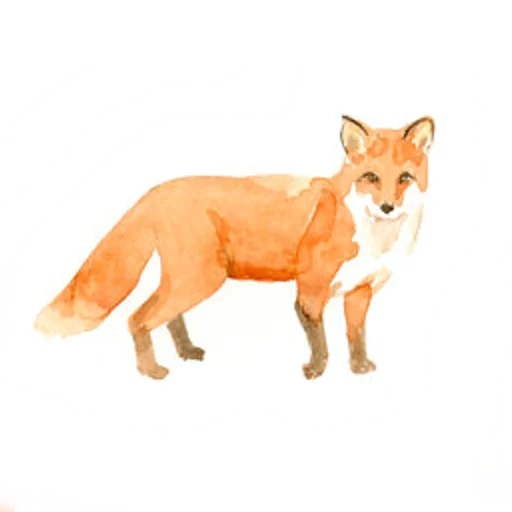 fuchs, fuchs, fox fox, fuchszeichnung, fuchszeichnung