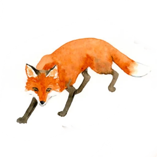 la volpe, la volpe, fox fox, fox fox, animale volpe