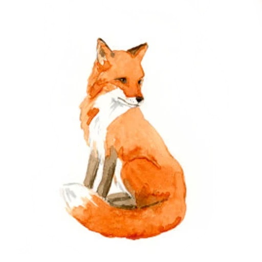 la volpe, fox fox, la forma di una volpe, modello di volpe, volpi in varie posizioni