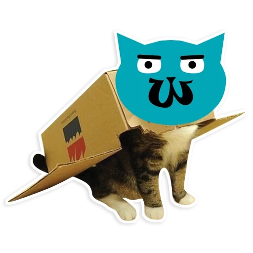 gatto, gatto, kote, cat maru, il gatto è la scatola