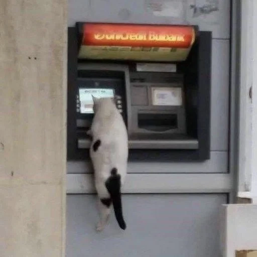 кот, банкомат, кот банкомате, смешные фотографии животных, credit card scammer websites