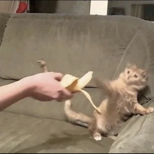 кот, кошки, кошки смешные, кошка животное, кот испугался банана