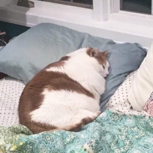кот, котики, толстый кот, толстый котик, сонный толстый кот