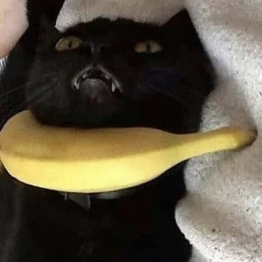 кот, банан, кот банан, кот бананом голове, кот костюме банана