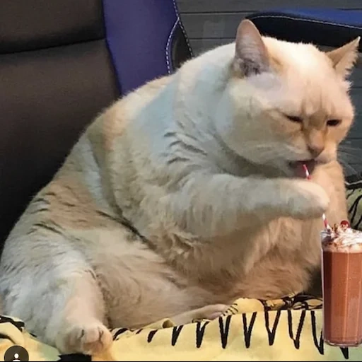 кот, кот хамит, жирный кот, толстый кот, жирный барсик