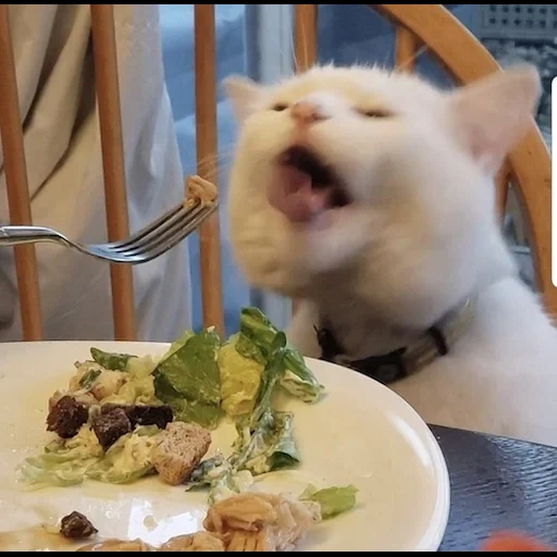 кот, мемный котик, мем котом за столом, мем котик ресторане, настоящие домохозяйки беверли-хиллз кот