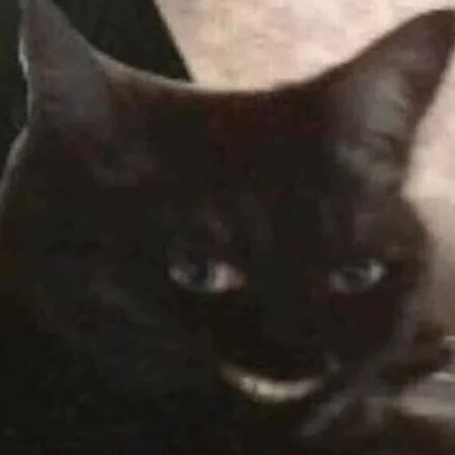 cat, кошка, cursed cat, смешной котёнок, черный кот улыбается
