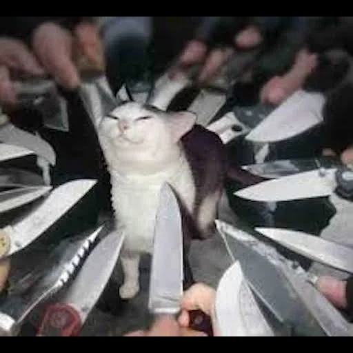 нож мем, кот ножом, кот ножом мем, кот ножами вокруг, котик окруженный ножами