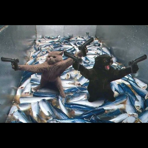 mar, человек, котики смешные, смешные кошки 2021, 2 кота пистолетами охраняют рыбу