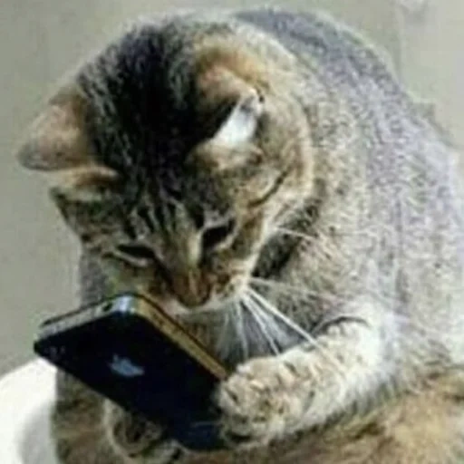 кот, котик телефоном, котик смартфоном, забавные животные, кот унитазе телефоном