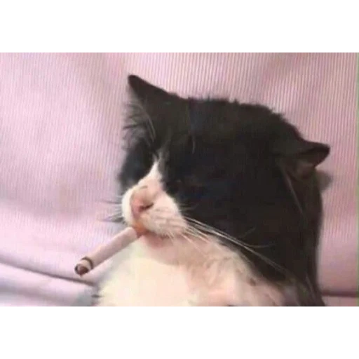 gato fumador, el gato es un cigarrillo, kitik con un cigarrillo, el meme gato cigarrillo, el gato con dientes de cigarrillo