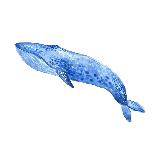 the whale, whale, the blue whale, the blue whale, blauwal aquarell