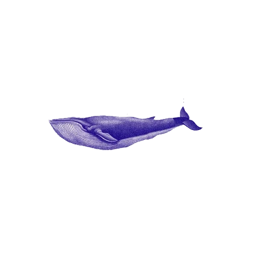la balena, che cosa, blu balena, acquerello di balenottera azzurra, whale sea fondo trasparente