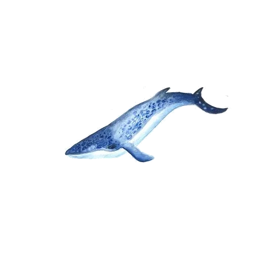 the whale, the blue whale, shark blue, blauwal aquarell, aquarell mit blauen delfinen
