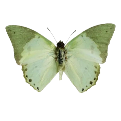белая бабочка, бабочка зеленая, бабочка лимонница, оливковая бабочка, бабочка фисташкового цвета