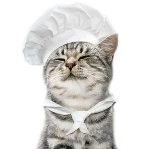 кот повар, кошечка шляпке, котята поварята, кот шапке повара, кот колпаке повара