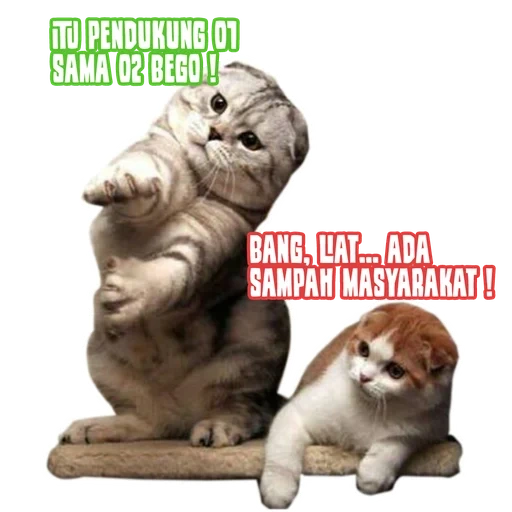 kucing, vysloux cat, hewan hewan itu lucu, kucing vyslowry lucu, anak kucing kencing yang lucu