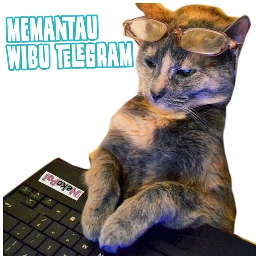 cat, cat accountant, the animals are cute, cat with a calculator