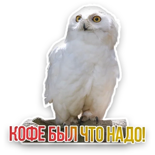 gufo bianco, gufo bianco, owl bianco owl