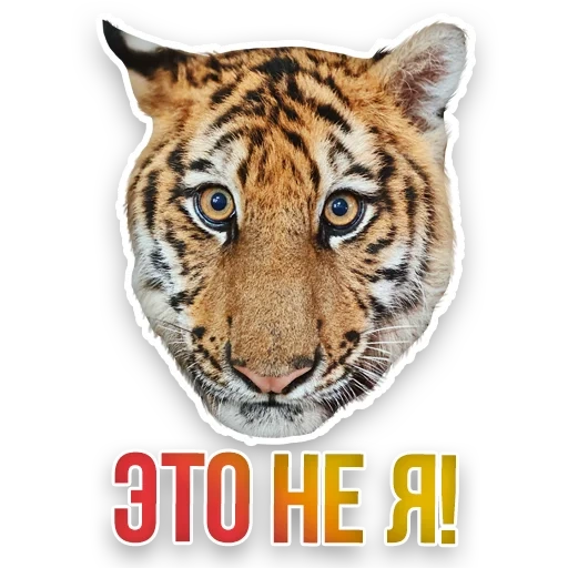 tiger muzzle, tiger's face, muzzle tiger, tiger's head, realistic tiger
