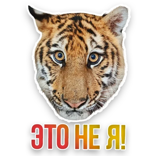 museau tigre, le visage du tigre, museau tigre, tête du tigre, tigre réaliste