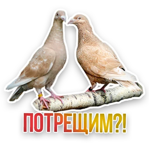 pigeon, pigeon à oiseaux, pigeon beige, pigeon brun, le pigeon est ordinaire
