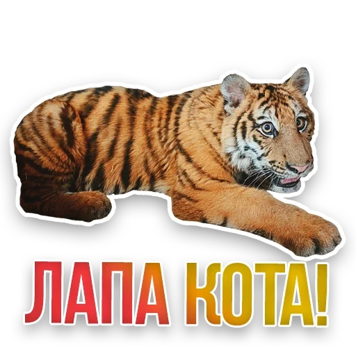 tiger, tiger leo, the tiger is alive, tiger pgn, amur tiger