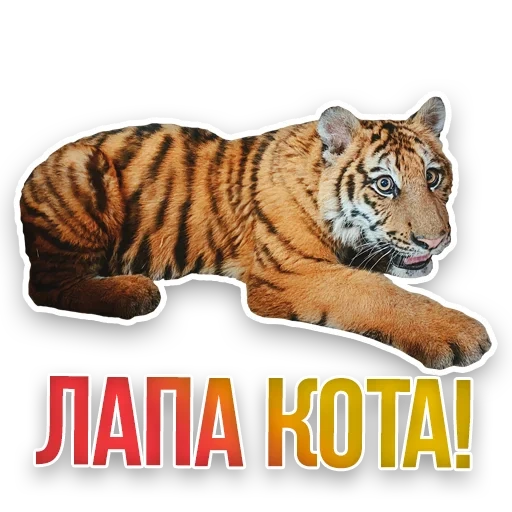 tigre, tiger leo, le tigre est vivant, tigre pgn, amur tiger