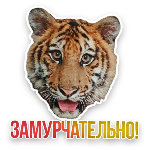 tigre, hocico de tigre, bigote tigre, tigre, cabeza de tigre