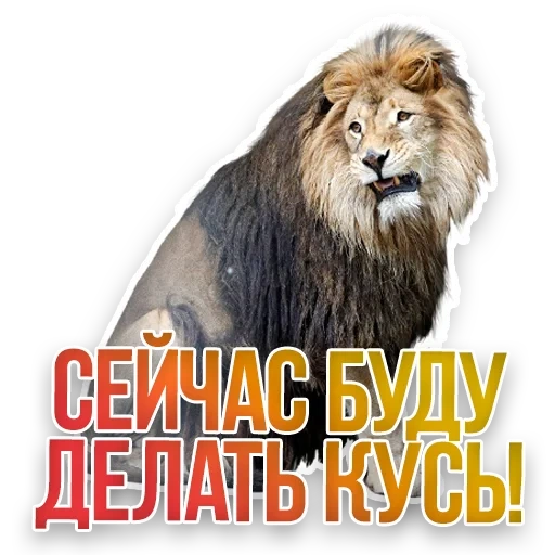 un leon, gato, animales, el león gruñido