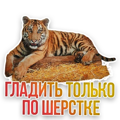 tiger, tiger white, amur tiger, siberian tiger, tiger bengal