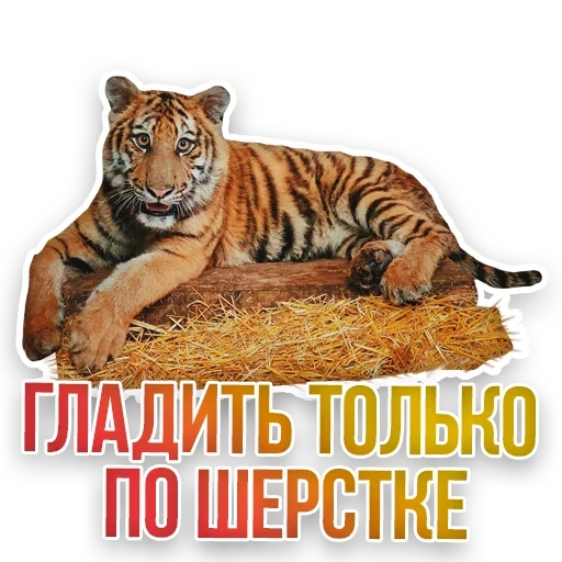 тигр, тигр белом, амурский тигр, сибирский тигр, тигр бенгальский