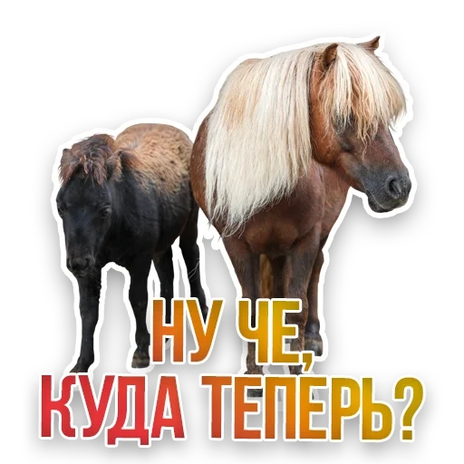 horse of the mane, because the horse, comotes horse, the horse is scrap, killed life of horses