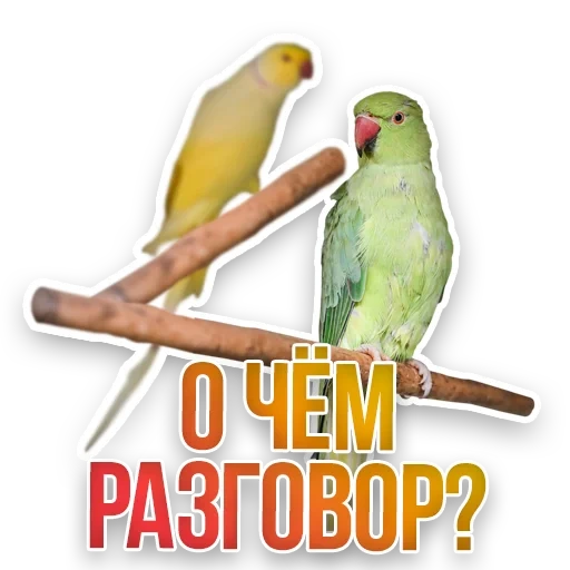 equipo, captura de pantalla, parrot hablando, periquito