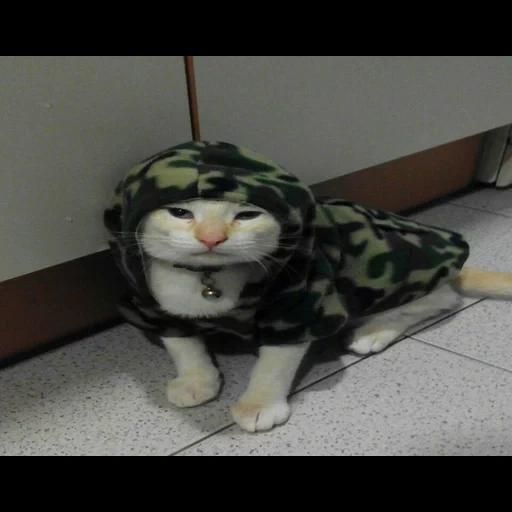 kucing donk, cat tanker, kucing tentara, kamuflase kucing, kucing berseragam militer