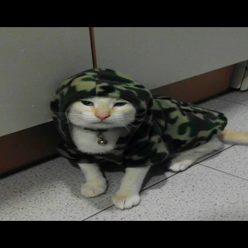 tanque de gato, tanário de gatos, gato militar, cato cato, forma do exército