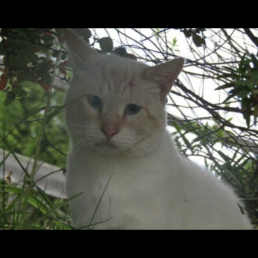 kucing, kucing, anak kucing, kucing putih, kucing raja bunga