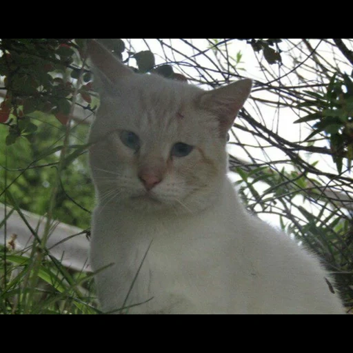 gatto, gatto, gattino, gatto bianco, gatto di flower king