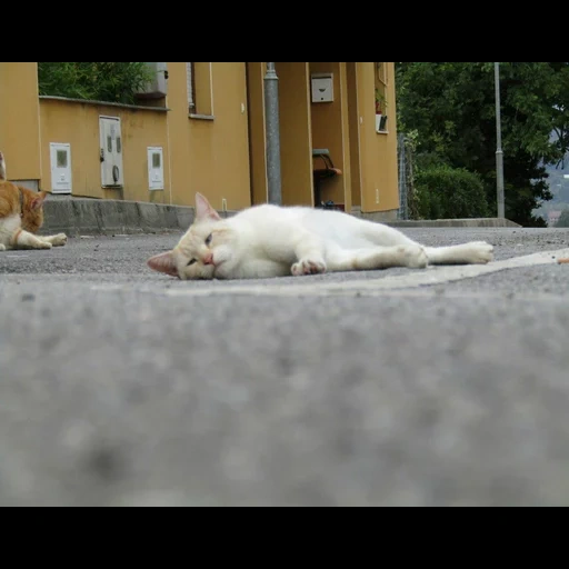 gatto, gli animali, animale allegro, gli animali sono ridicoli, animali divertenti