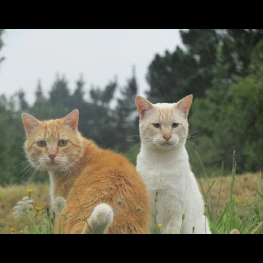 gato, cat, gatos, animal, un par de gatos